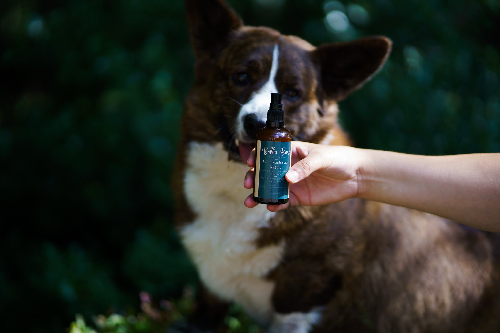 De Voordelen Van Vachtspray Voor Honden – Bobba Bars