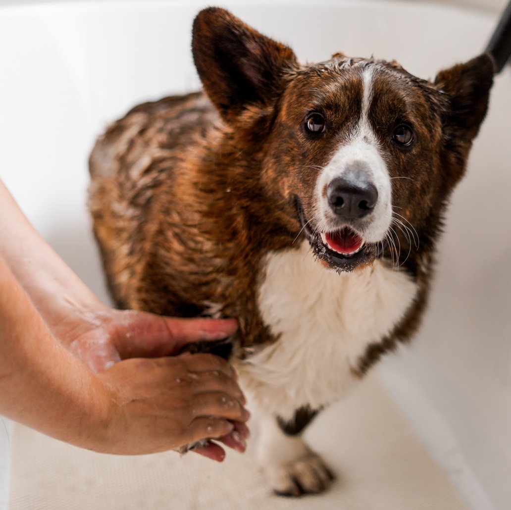 Hond wassen met natuurlijke producten