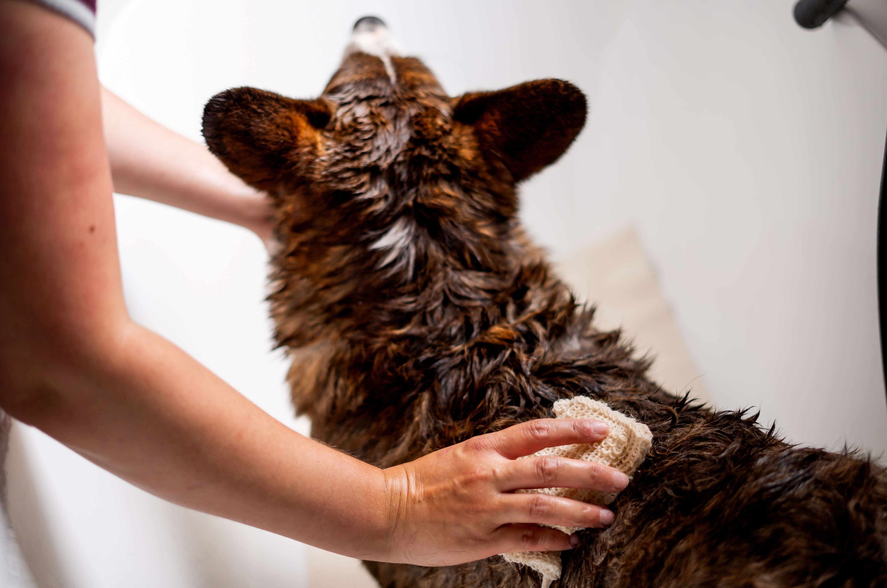 Hond wassen met washandje